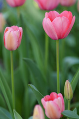 チューリップと春