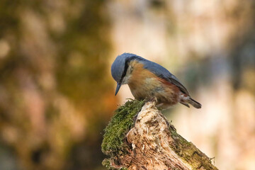 Close-up shot of a Eurasian nuthatch sitting on a mossy tree log