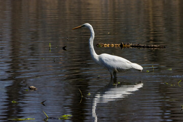 Naklejka premium Great egret (Ardea alba) in a lake near reeds