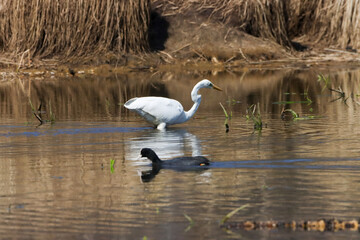 Great egret (Ardea alba) in a lake near reeds
