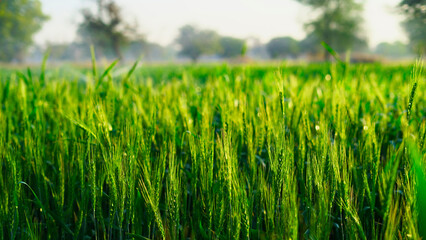 The unripe green wheat field under winter sunset sky with clouds. Focus on the foreground. Wheat raw ears with green leaves. Rural Crops concept in Rajasthan, India