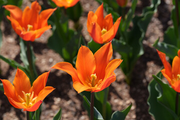 咲き誇るチューリップ