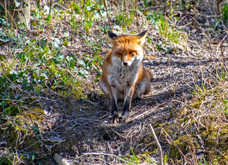 Fuchs sitzt in der Frühlingssonne