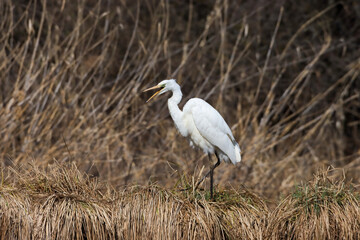 Fototapeta premium Close-up shot of a great egret standing on a dry grass