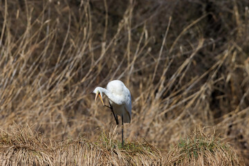 Close-up shot of a great egret standing on a dry grass