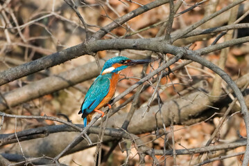 Close-up shot of a common kingfisher sitting on a tree branch