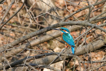 Close-up shot of a common kingfisher sitting on a tree branch