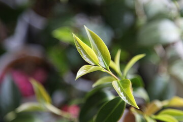 Obraz premium camellia leaves