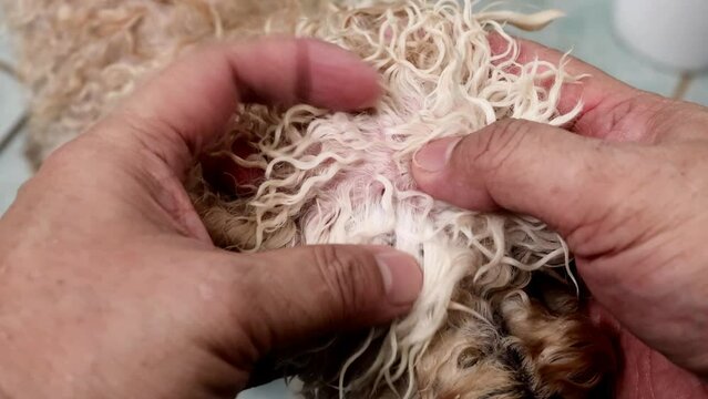 Hand search and remove tick flea from pet dog fur coat and skin during shower