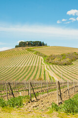 Fototapeta na wymiar Front view, far distance of, rows of vines, in vineyards of Foresteria Villa Cerna estate 