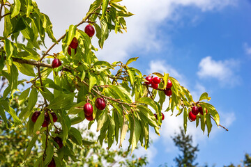 Cornus mas, European cornel or Cornelian cherry dogwood plant with ripe red berries.