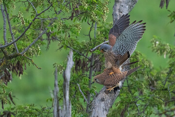 common kestrel mating