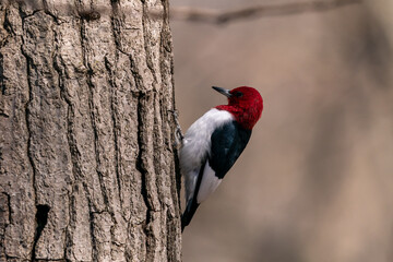 Close-up shot of a red-headed Melanerpes holding from a tree trunk