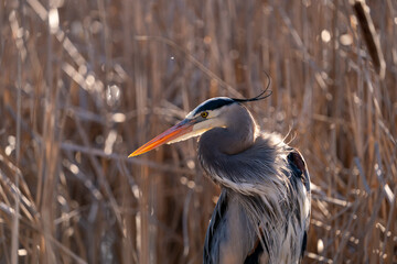 Close-up shot of a gray heron standing in a wetland surrounded by reeds
