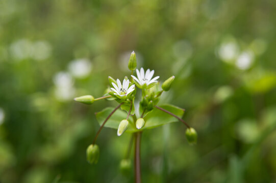 flowers on grass background