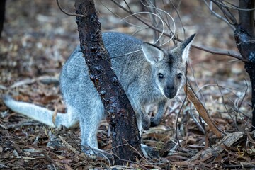 Selective focus shot of western grey kangaroo (macropus fuliginosus) © Ben Cole/Wirestock Creators