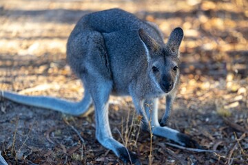 Selective focus shot of western grey kangaroo (macropus fuliginosus)