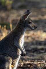 Selective focus shot of western grey kangaroo (macropus fuliginosus)
