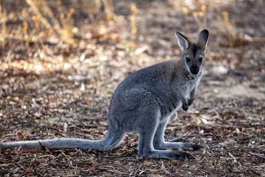 Selective focus shot of western grey kangaroo (macropus fuliginosus)