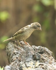 Vertical of a house sparrow (Passer domesticus) perched on a tree trunk