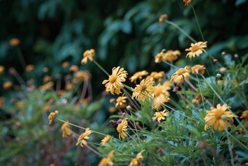 Closeup shot of yellow daisy flowers in a garden
