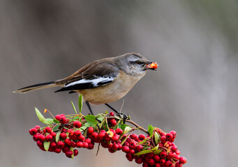 Patagonian Mockingbird, Patagonia, Argentina