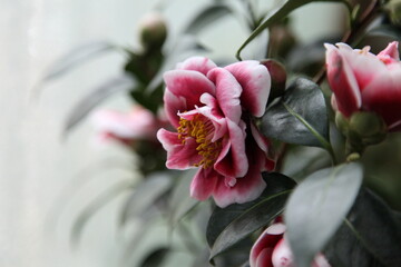 camellias