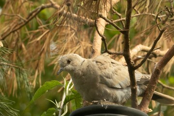 Closeup of a Juvenile Collared Dove (Streptopelia decaocto) perched on post against a green tree