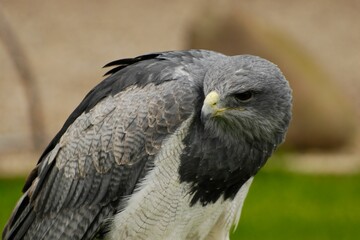 Closeup portrait of grey buzzard eagle (Chilean Blue Eagle), (Geranoaetus melanoleucus)looking aside