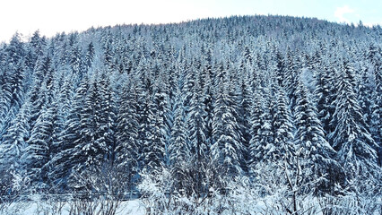 Fototapeta premium Scenic view of a forest with snowy trees in an Alpine forest in Austria