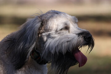 portrait of a Wheaton terrier 