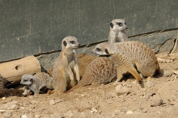 Meerkat (suricata suricatta) family scrambling about in the dirt
