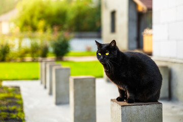 Close-up of a beautiful black cat sitting on a concrete pole against a blurred background of a private lot. Domestic kitten walking on a warm summer evening