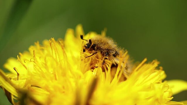 Close-up shot of a bee pollinating a yellow flower in spring