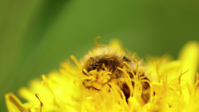 Close-up shot of a beetle collecting pollen from dandelions