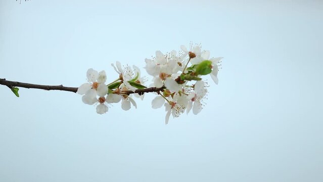 Close-up view of cherry blossom with a background of blue sky