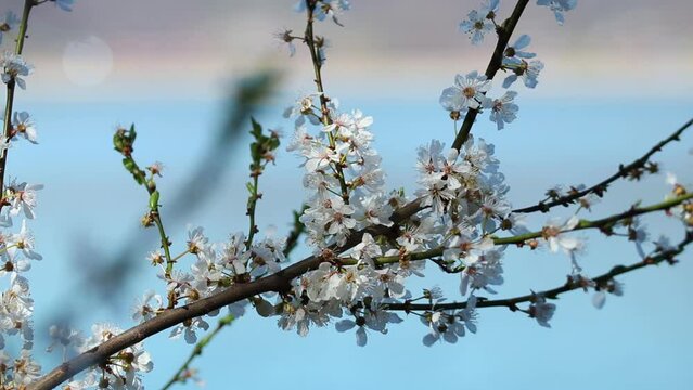Close-up view of cherry blossom with a background of blue sky