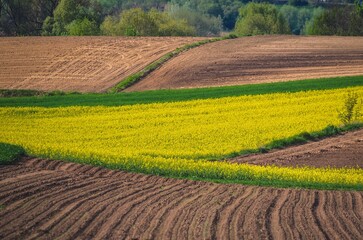 Summer, rural, colorful landscape. Yellow rapeseed field in the hills. Photo with a shallow depth of field.