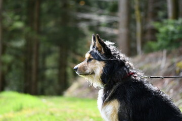 Sitzender Hund vor Wald