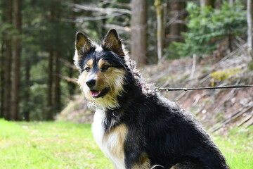 Sitzender Hund vor Wald