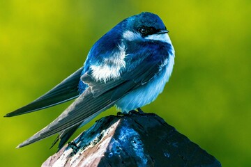 Tree swallow (tachycineta bicolor) perched on a rock
