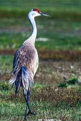 Closeup of sandhill crane in its natural habitat
