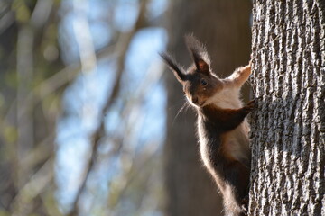Neugieriges Eichhörnchen sitzt an Baumstamm