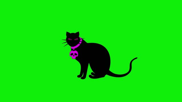Animated black cat wearing a skull necklace, with green screen background, perfect for icons, mascot, halloween, etc.