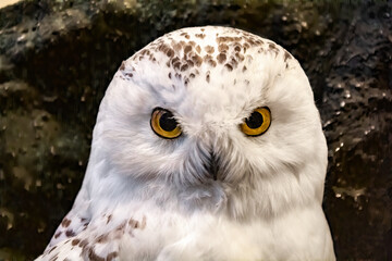 Closeup shot of a snowy owl head on blurred background