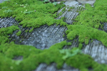 beautiful green moss forming a cluster