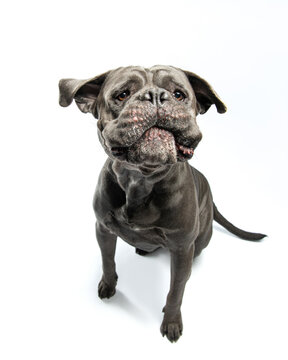 A large gray cane corso funny jumps up with pouting lips. Moloss caught a yummy, top view. Funny pet portrait in motion in studio on white background. High quality vertical photo of dog catching food