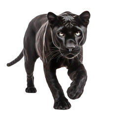 Fototapeta premium black panther isolated on white background
