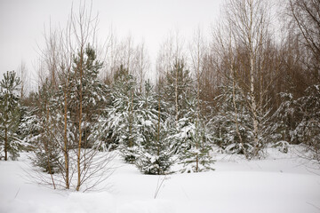 Mixed forest after heavy snowfall in cloudy weather
