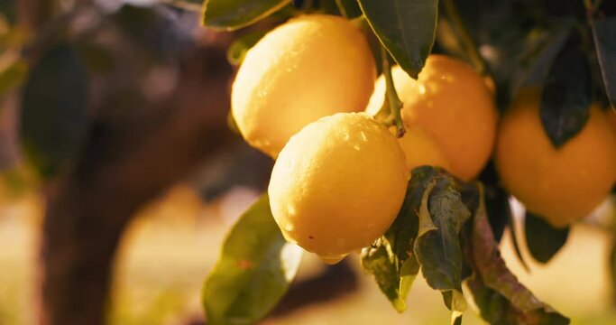 Lemon tree with ripe yellow lemons in citrus orchard. Close-up shot